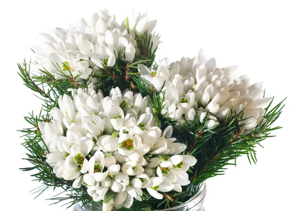 Darjo květy sněženek izolované na bílém — Stock fotografie