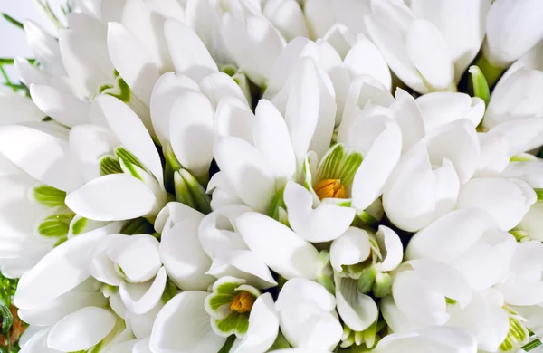 Bucaneve fiori sfondo — Foto Stock