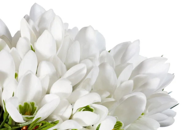 Fleurs de goutte de neige nosegay isolé sur blanc — Photo