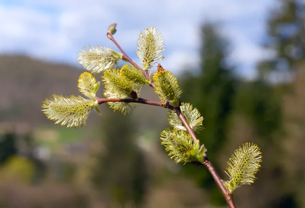 Willow twig with buds — Stock Photo, Image