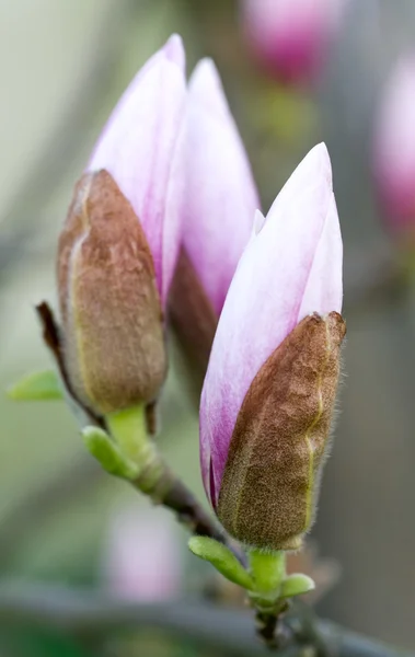 Δέντρο magnolia μπουμπούκια ανθέων — Φωτογραφία Αρχείου