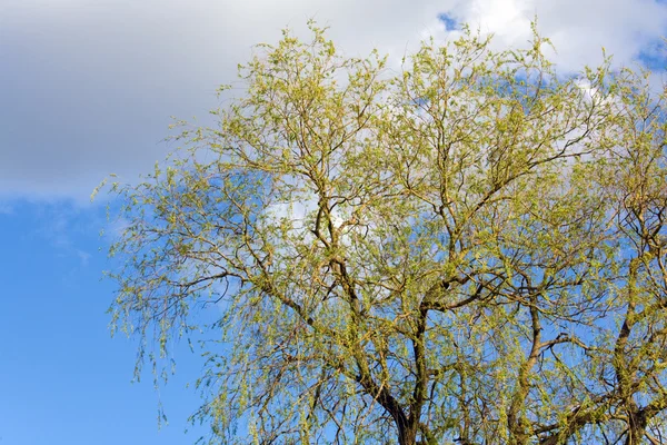 Lente wilg boom op hemelachtergrond — Stockfoto