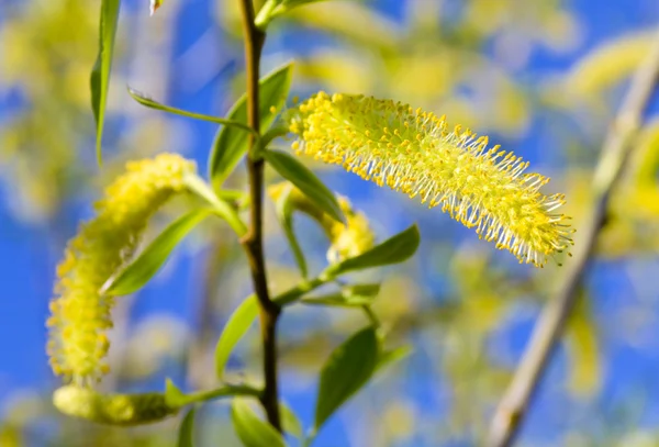 Spring willow twigon blue sky background — Stock Photo, Image
