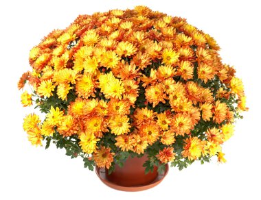 Chrysanthemums in flowerpot clipart