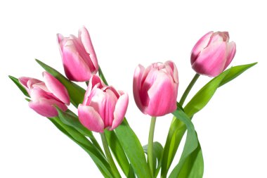 Spring holiday pink-white tulip flowers isolated on white background clipart