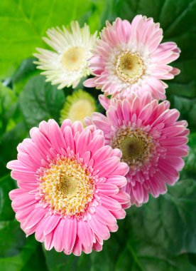 Güzel pembe (macenta) gerbera çiçekleri