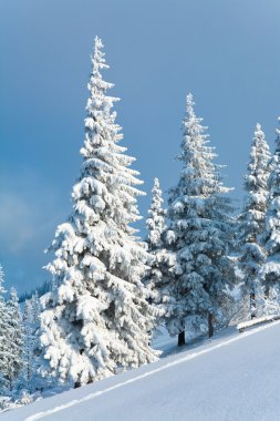 Winter rime and snow covered fir trees on mountainside on overcast sky background clipart