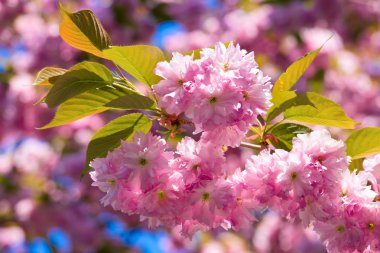 Macro pink japanese cherry twig blossom clipart