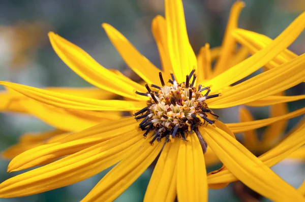 エキナセアの花 — ストック写真