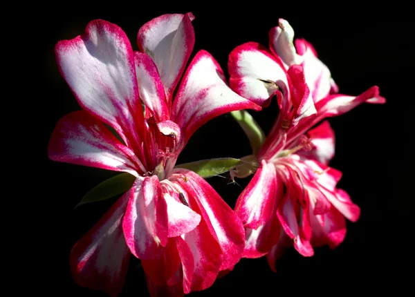 Flor rojo-blanca —  Fotos de Stock