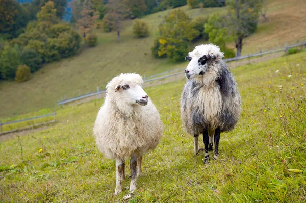 山の羊 — ストック写真