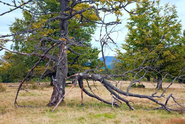 Árbol roto en la meseta de otoño — Foto de Stock