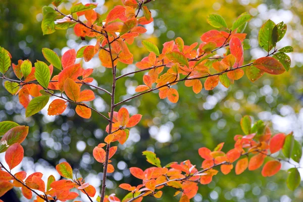 Ramita de otoño — Foto de Stock