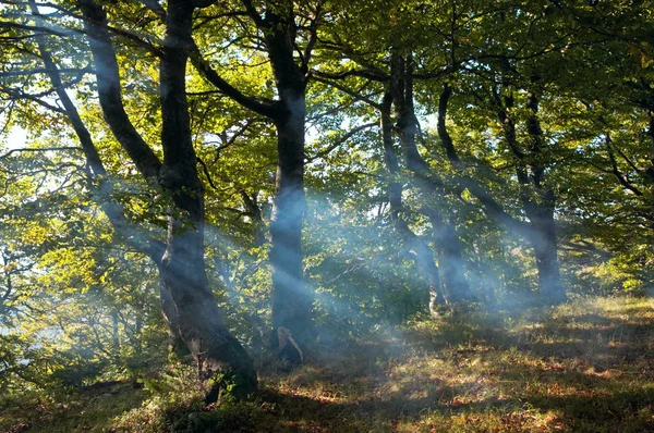 Haze nella foresta autunnale — Foto Stock