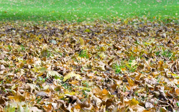 Sonbahar çim arka plan — Stok fotoğraf