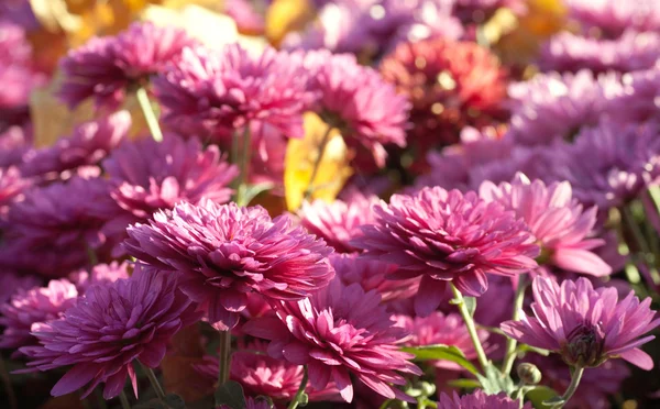 Chrysanthemum flower background — Stock Photo, Image