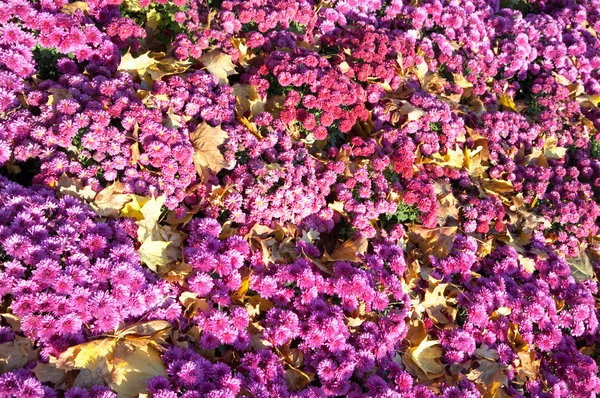 Krizantém virág háttér — Stock Fotó