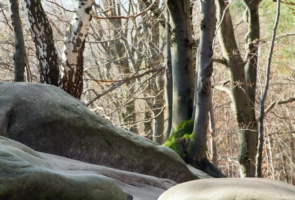Лобковые камни в лесу — стоковое фото