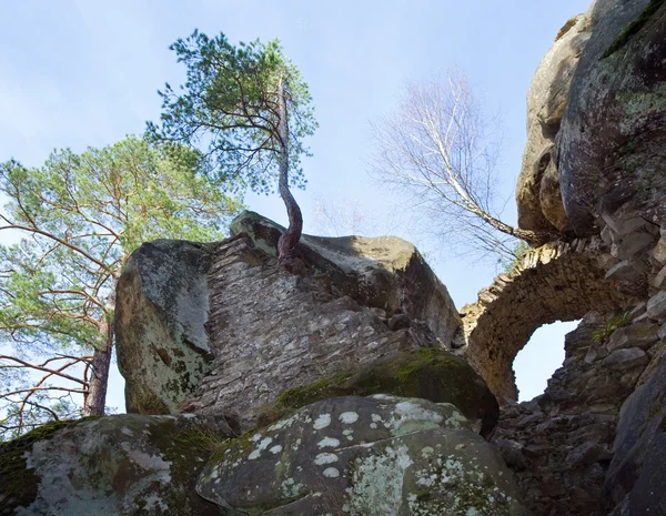 岩の上にツリー — ストック写真