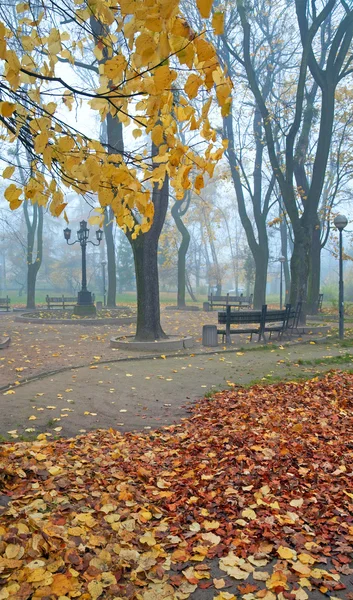 Foggy morning in autumn park — Stock Photo, Image