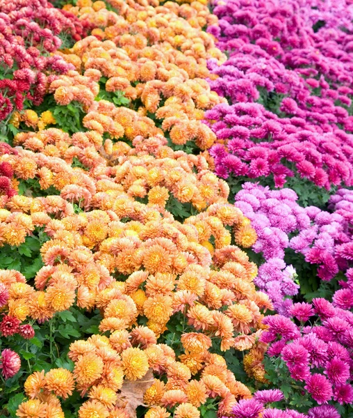 Krysantemum blomma-bad — Stockfoto