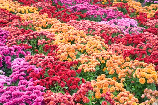Chryzantéma květ bad — Stock fotografie