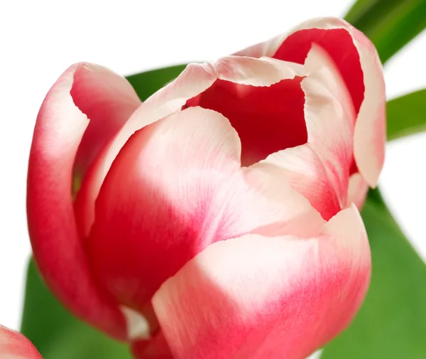Spring Holiday Pink White Tulip Flower Isolated White Background — Stock Photo, Image