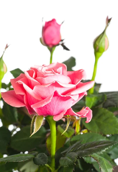Bloeiende roze plant — Stockfoto