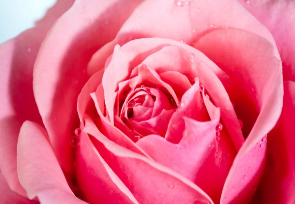 Blossoming rose flower — Stock Photo, Image