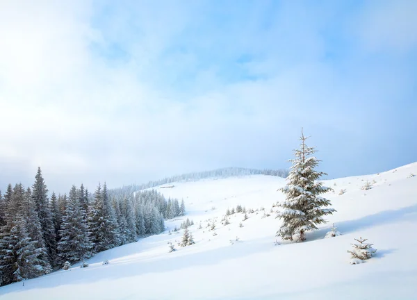 Inverno Tranquillo Paesaggio Montuoso Opaco Con Abeti Sul Pendio Monte — Foto Stock