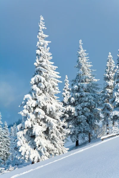 冬の樹氷と雪の覆われた曇り空を背景に山の中腹にモミの木 — ストック写真