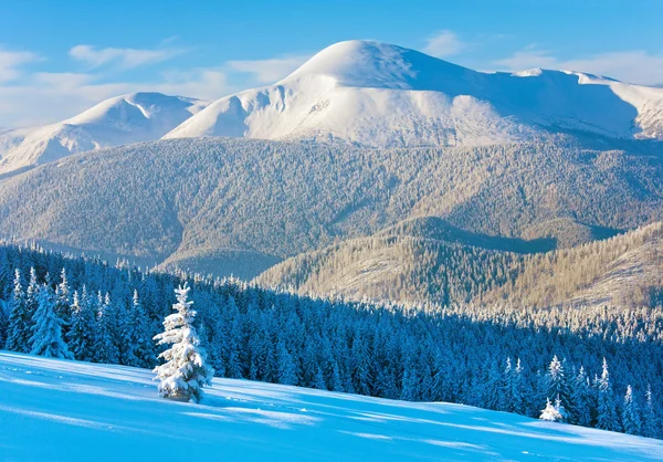 Vintern Rimfrost Och Snö Täckta Granar Bergssidan Karpaterna Ukraina — Stockfoto