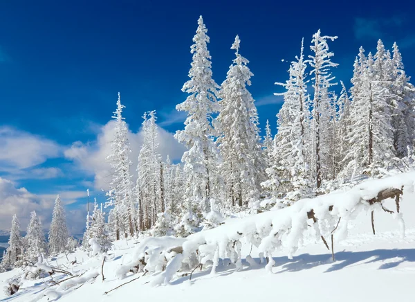 Rym Zimy Śniegu Objętych Jodły Zboczu Góry Karpaty Ukraina — Zdjęcie stockowe