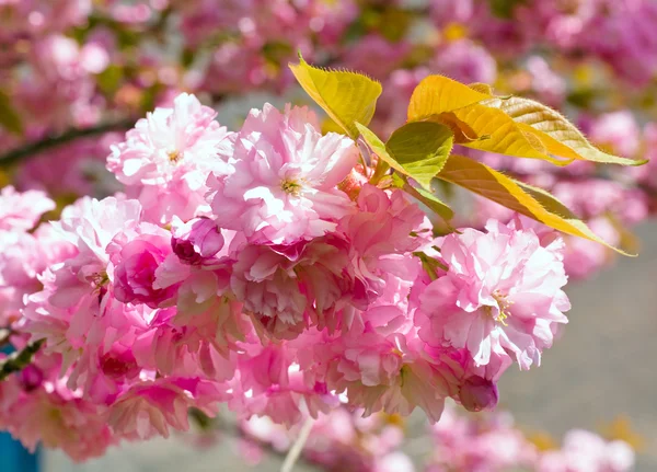 Rózsaszín cseresznyevirág — Stock Fotó