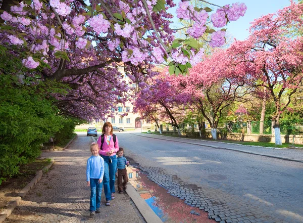 春天城市街道是用粉红色日本的樱花树盛开 Uzhgorod 乌克兰家庭 母亲和儿童 — 图库照片