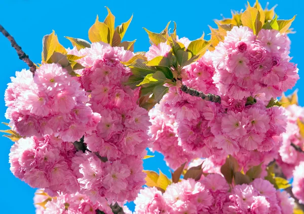 Macro Rosa Japonês Cereja Galho Flor Céu Azul Fundo — Fotografia de Stock