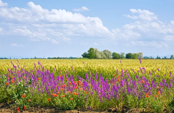 Letní Pšeničné Pole Krásnou Červenou Máku Fialové Květy — Stock fotografie