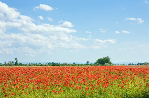 Летнее Поле Красивыми Красными Цветами Мака — стоковое фото