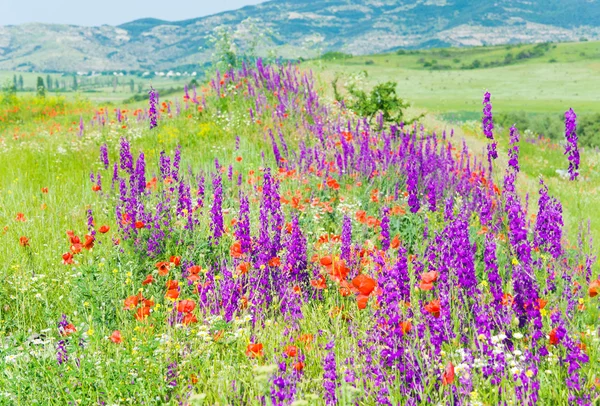 Mooie zomerse berg landschap met bloemen . — Stockfoto