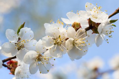 Blossoming twig of cherry-tree on blossom tree and sky background (composite macro photo with considerable depth of sharpness) clipart