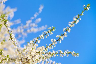 Blossoming twig of cherry-tree (on blossom tree and sky background) clipart