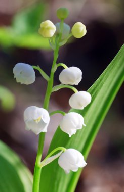 Bahar lily vadi 