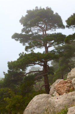 Kayaların yamacında kozalaklı ağaçlar (sisli sabah) (Kırım, Ukrayna )