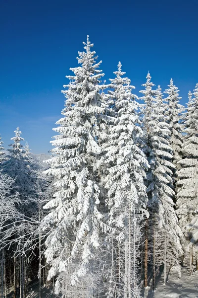 Kış çam ağaçları — Stok fotoğraf