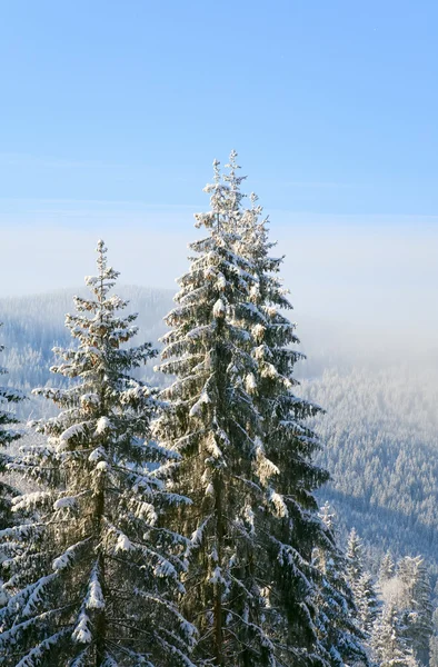 冬天平静山风景与霜和雪盖云杉树木和一些降雪 — 图库照片