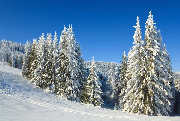 스프루 스 겨울 나무 — 스톡 사진