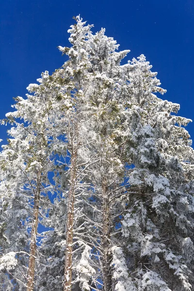 겨울의 배경으로 하늘에 꼭대기 — 스톡 사진