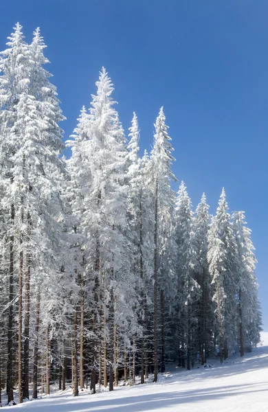 스프루 스 겨울 나무 — 스톡 사진