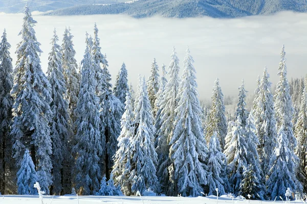 樹氷と雪に覆われた冬の穏やかな山の風景トウヒの木 — ストック写真