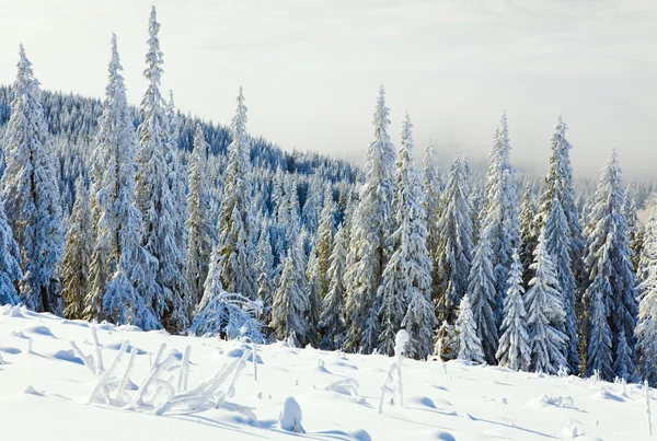 Zima Spokojny Krajobraz Górski Rime Pokryte Śniegiem Świerki — Zdjęcie stockowe